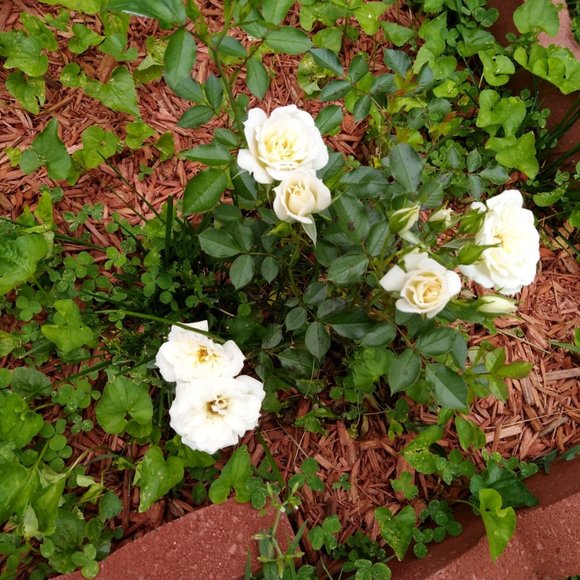 Meet your Posher, Connie - Picture 1 of 1